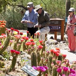 Guests enjoy Torch Cactus blooms